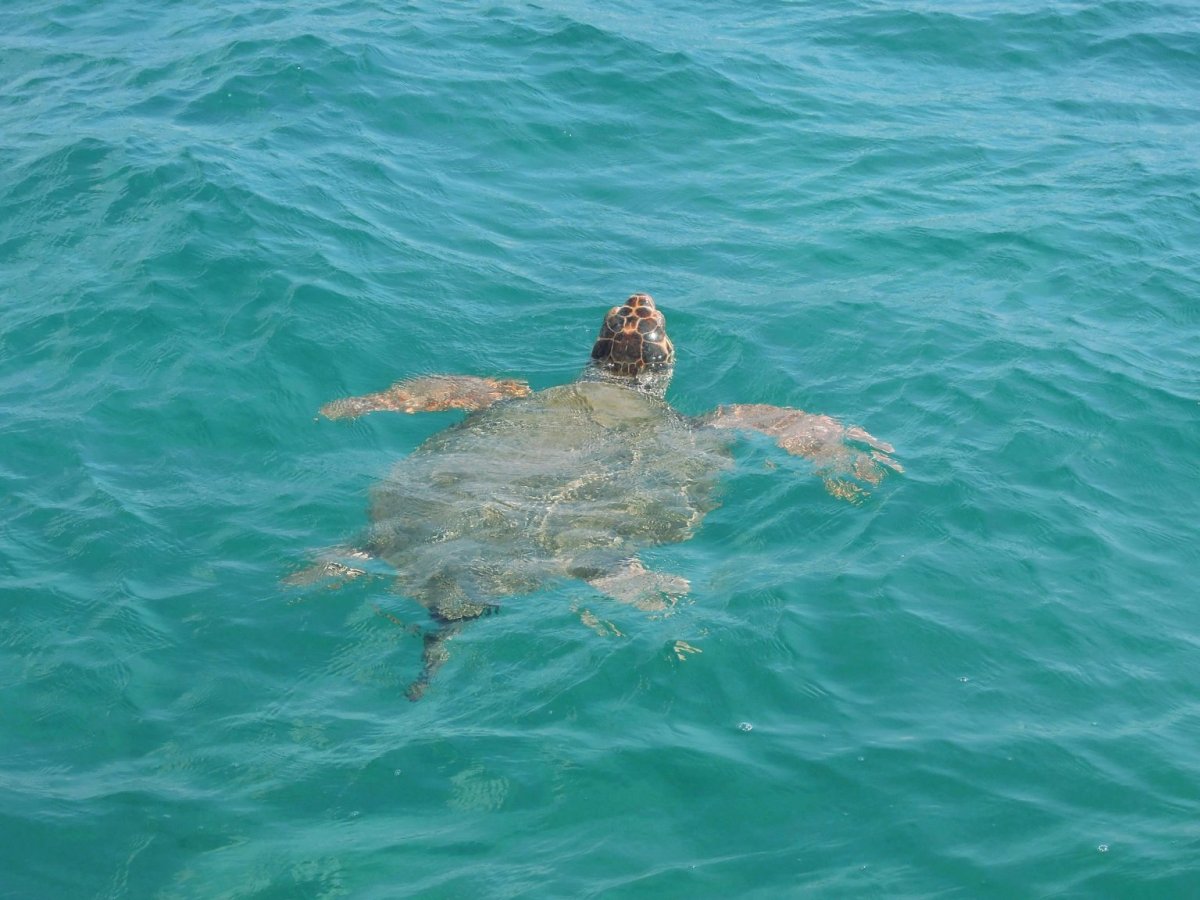 Каретта-Каретта черепаха Греция