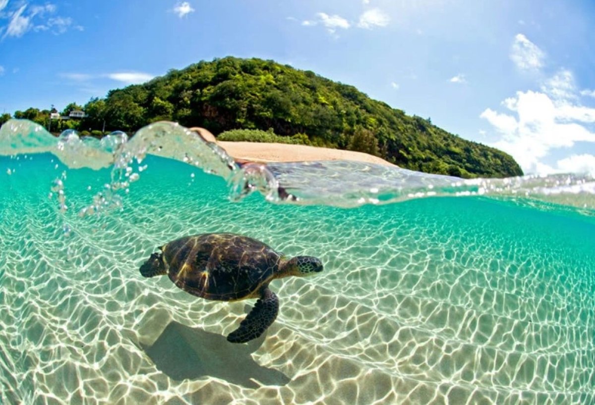 Занзибар Черепаший остров