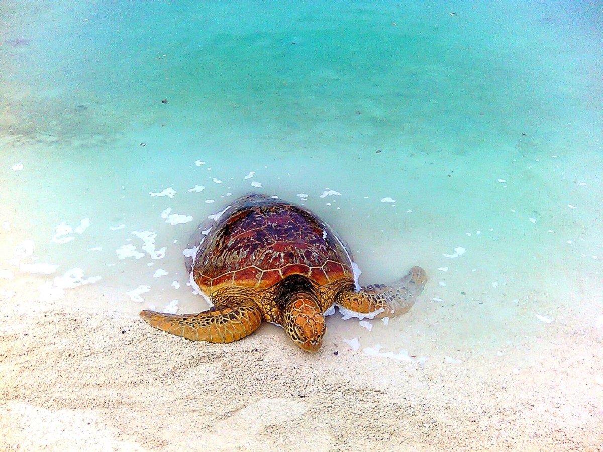 Лагуна черепах Занзибар