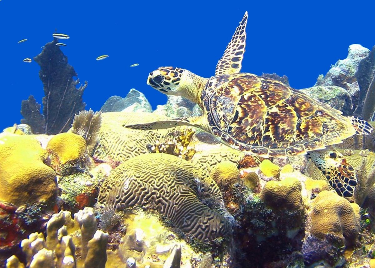 Черепахи в Греции