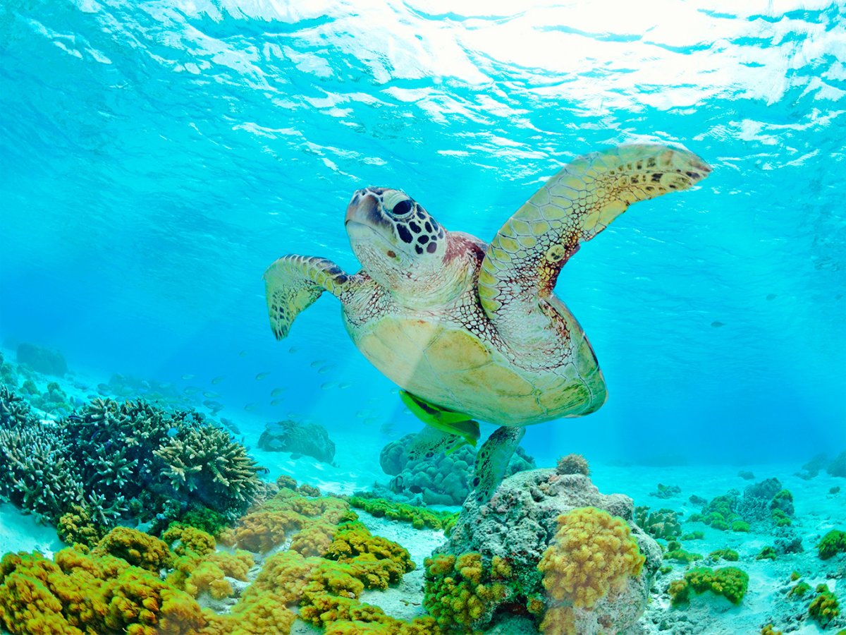 Морская черепаха