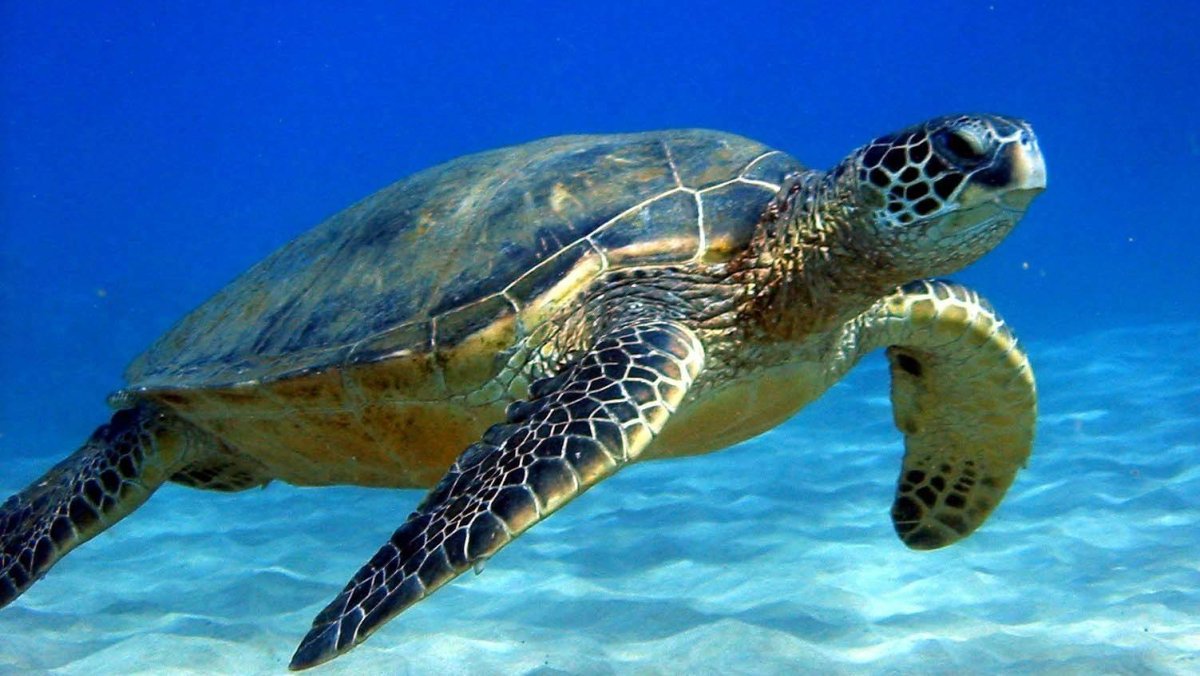 Морская черепаха