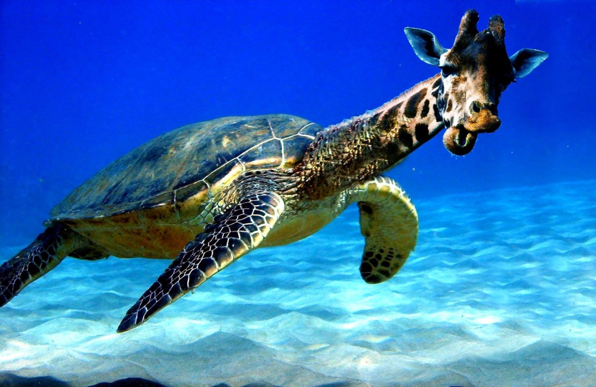 Водные животные