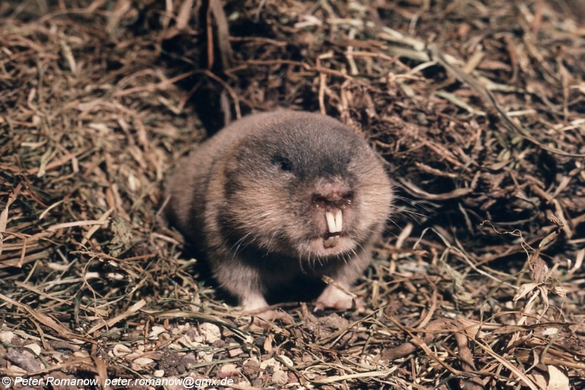 Песчаный слепыш