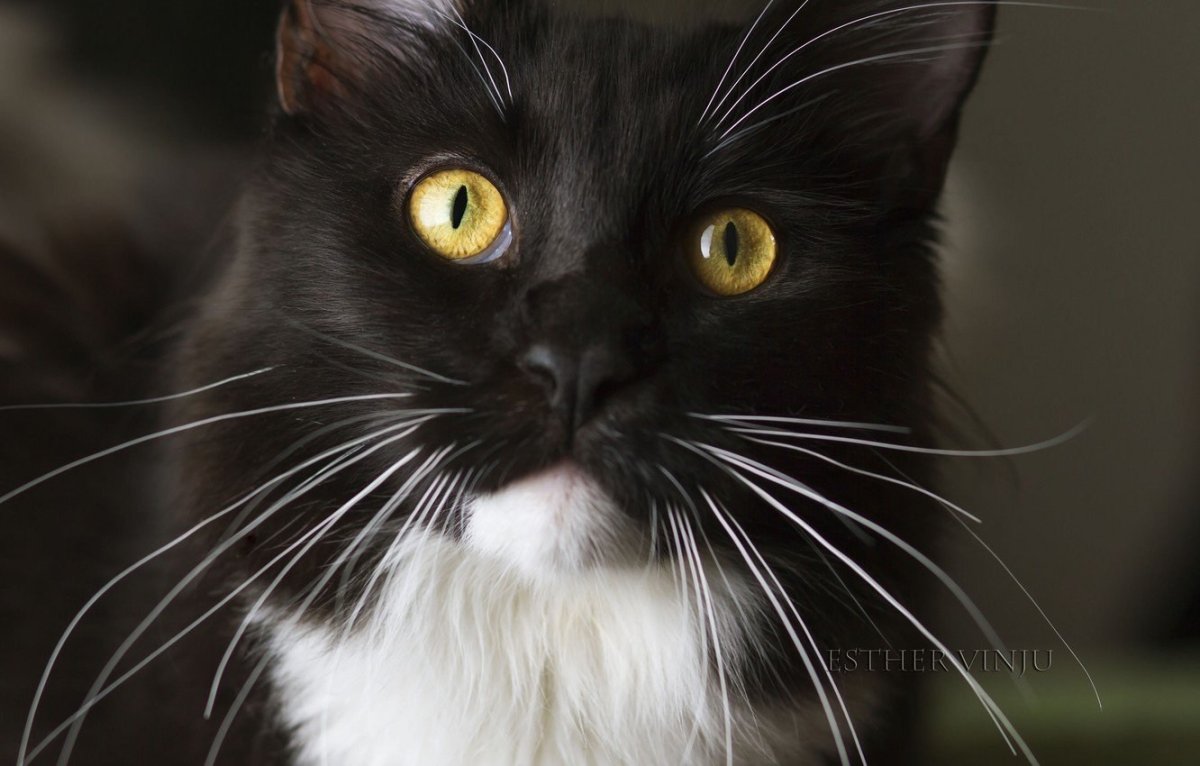 Кошка черная с белым