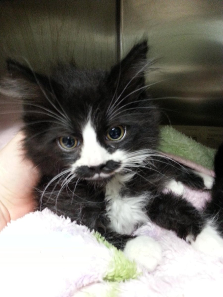 Черный котенок с белыми усами