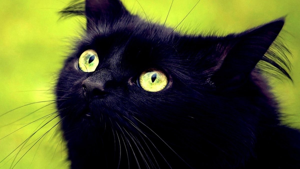 Чёрный котёнок с зелёными глазами