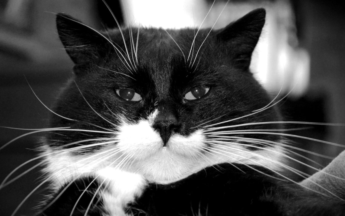 Котик черно белый