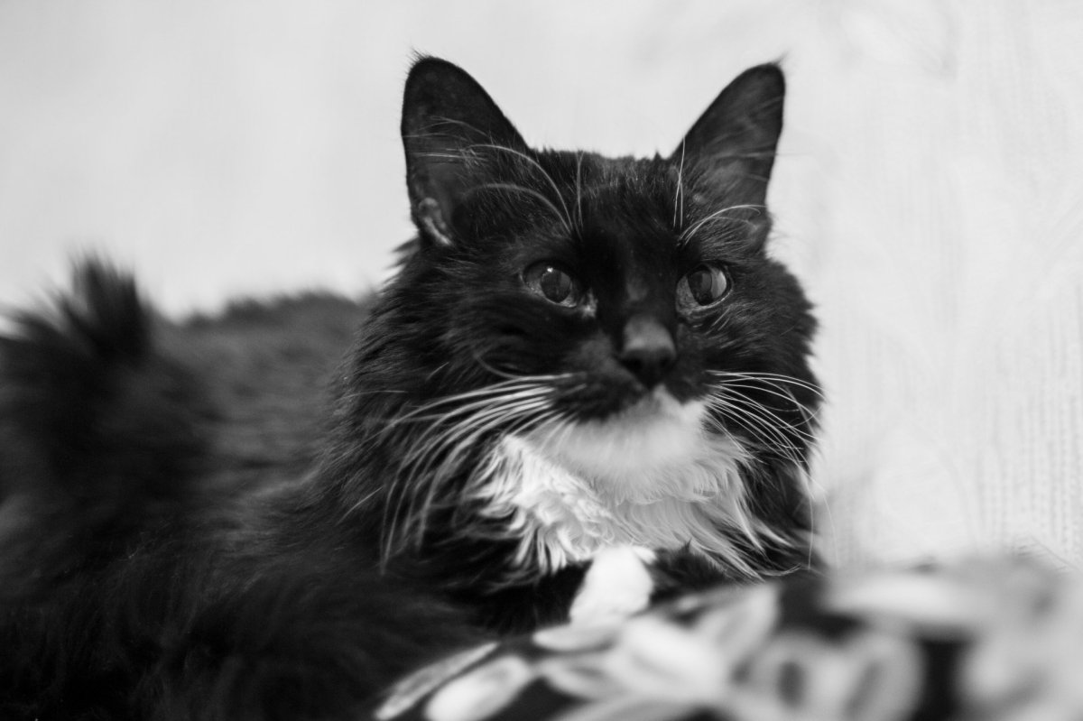 Котик черно белый