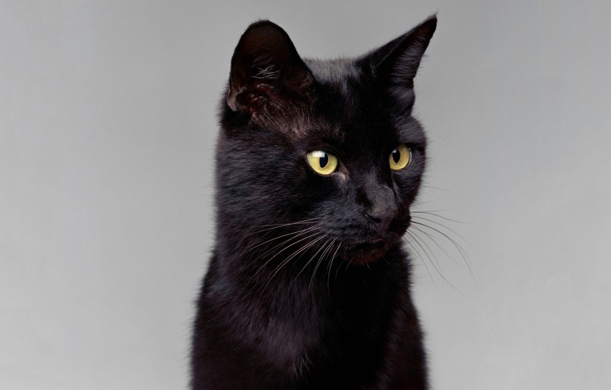 Самый богатый кот в мире Блэки