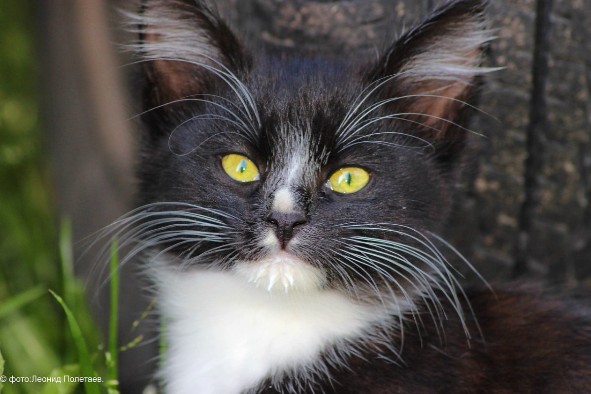 Усищи у кота