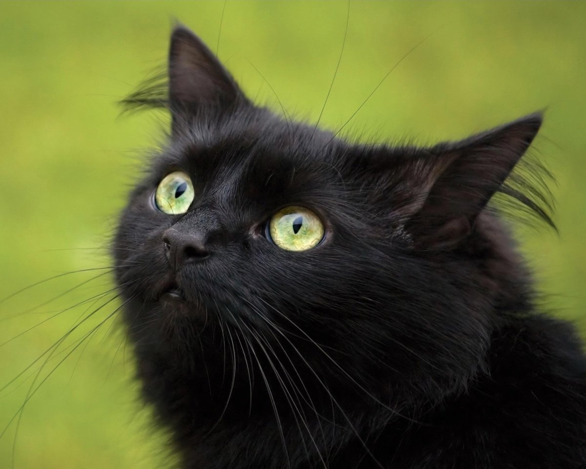 Чёрный кот с зелёными глазами