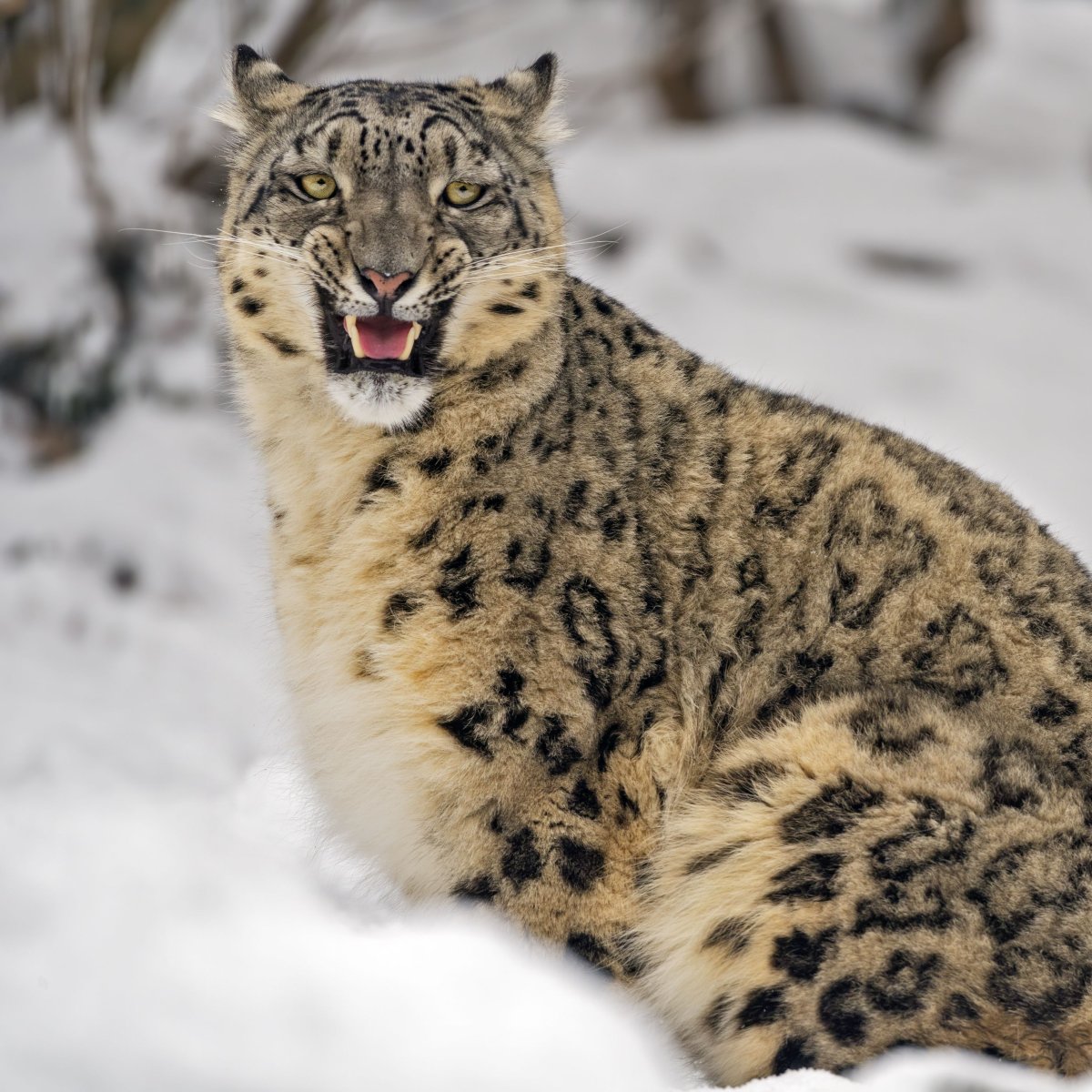 Найдена трехцветная кошка в Тюмени