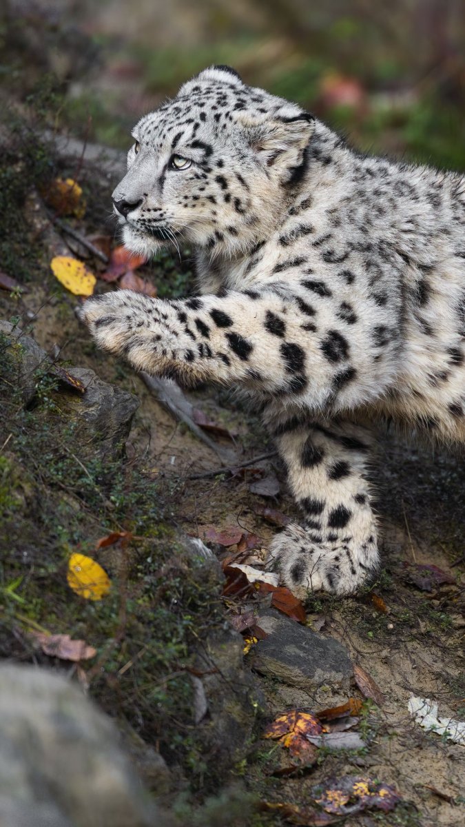 Трёх ЦВЕТНАЯКОШКА С зелёными глазами