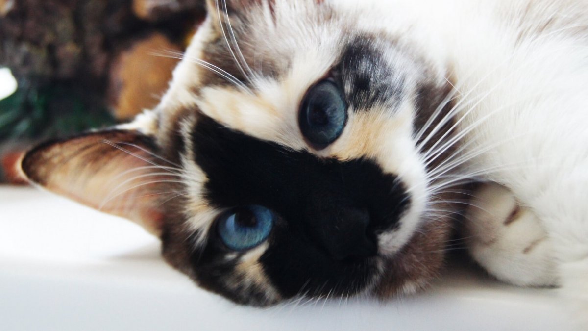 Разноцветные котята