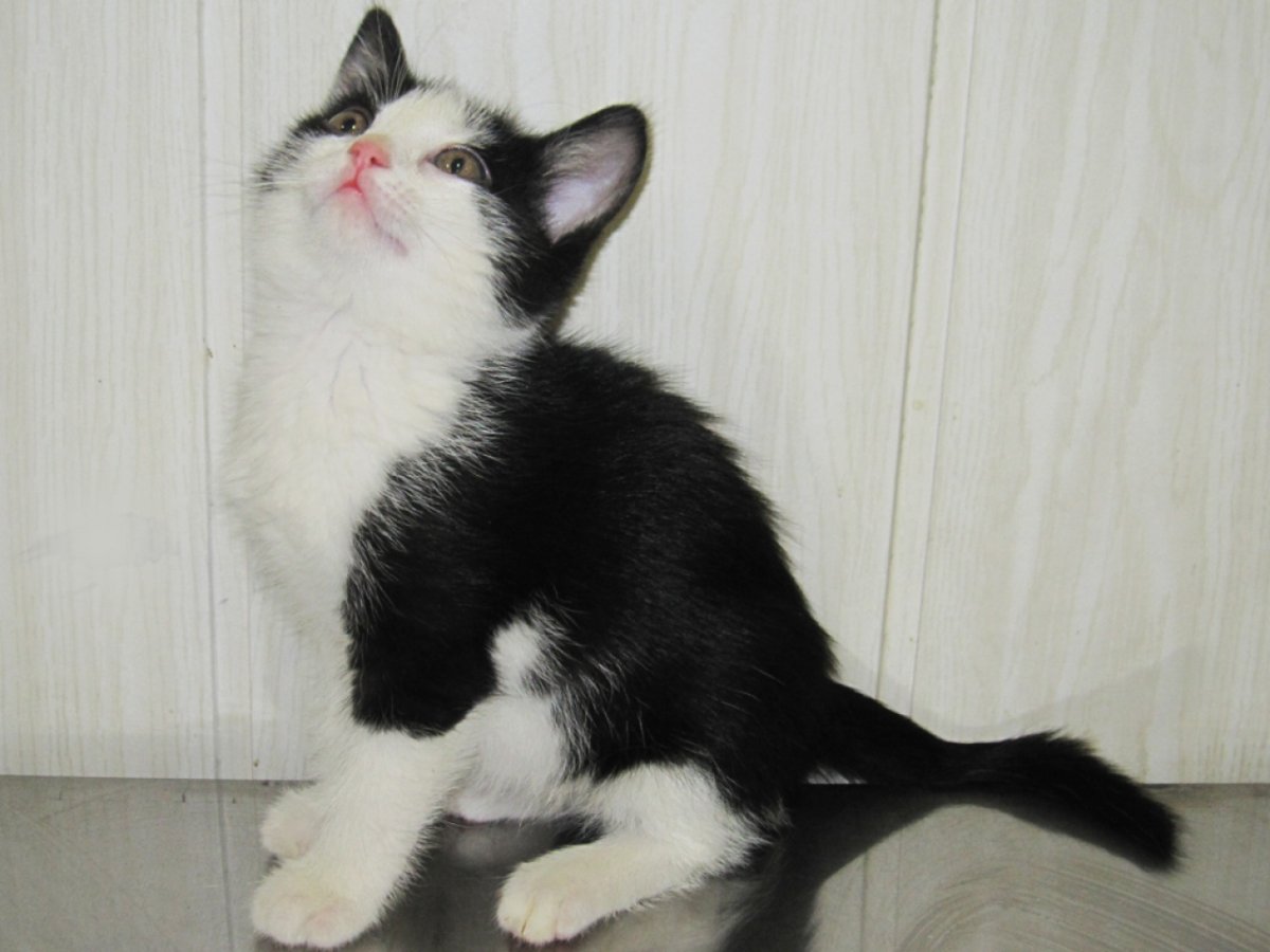 Трехшерстная кошка