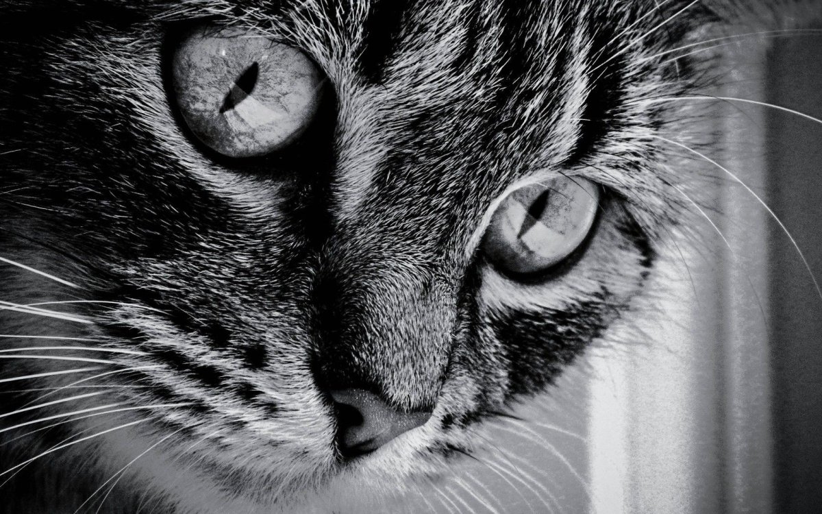 Котята Мейн кун