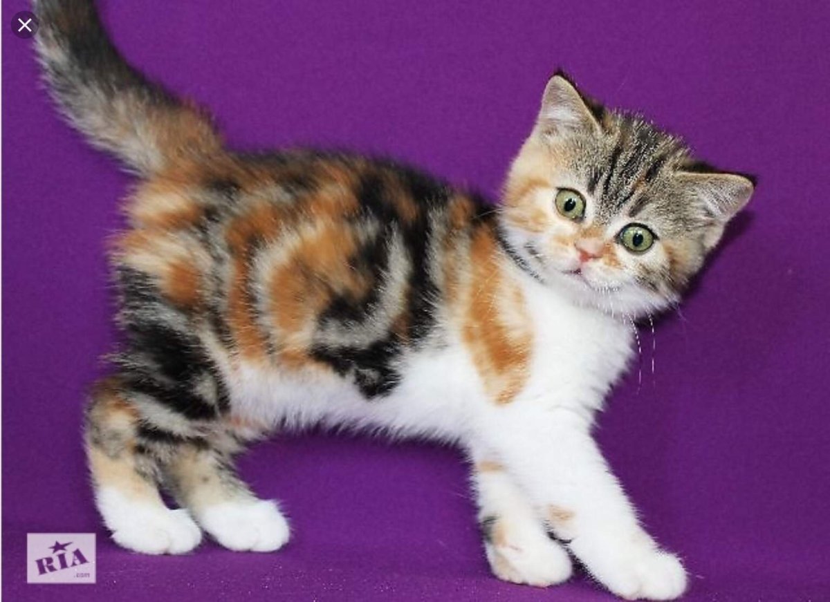 Литовский художник Rihards Donskis (apofiss)