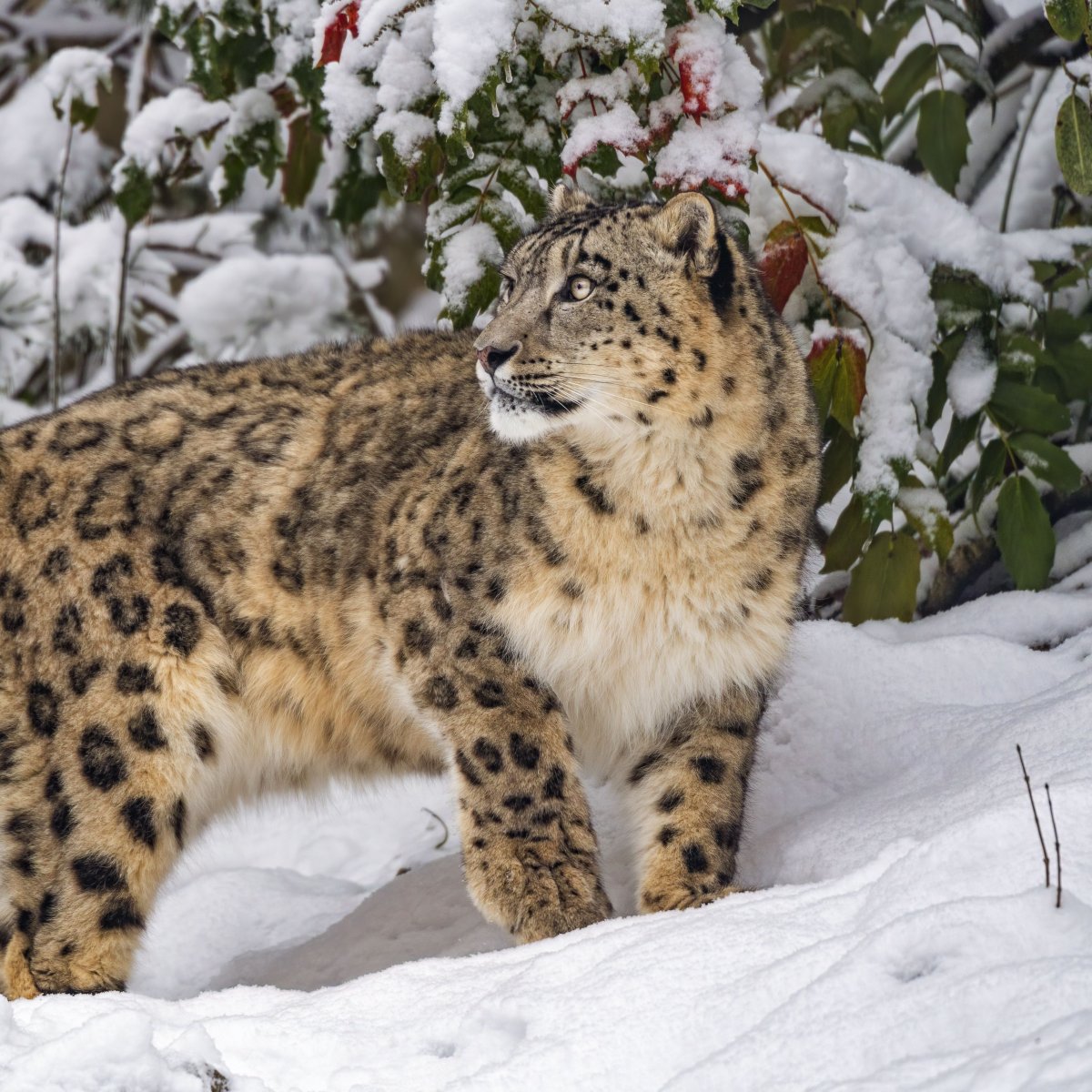 Фон для рабочего стола с котами