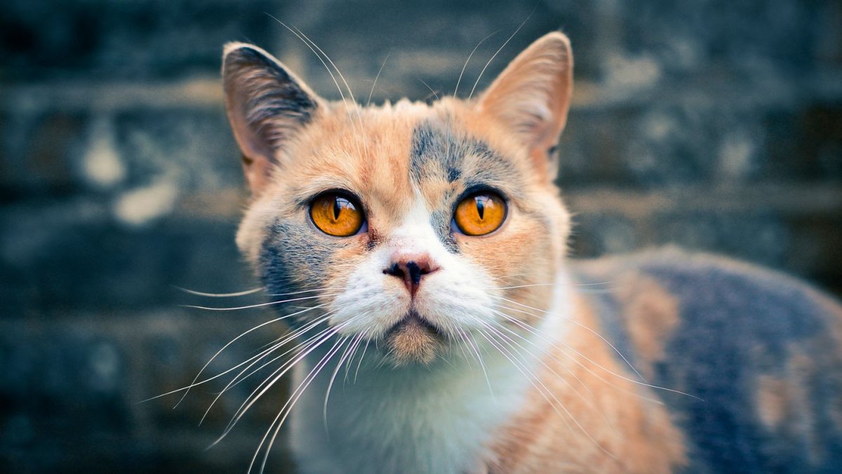 Порода Калико