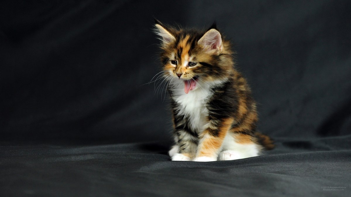 Обои с котятами