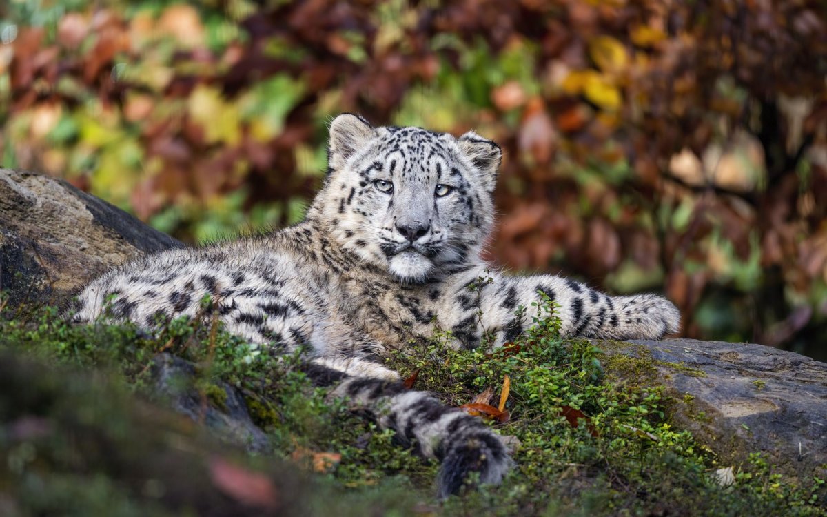 Рыже серая кошка