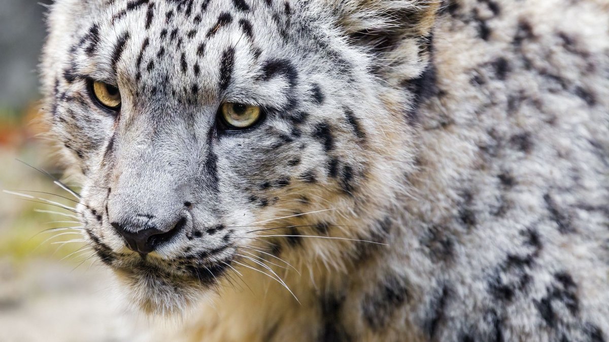 Манчкин (порода кошек)