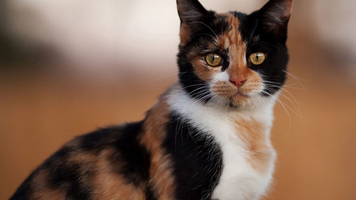 Кошка в осенних листьях