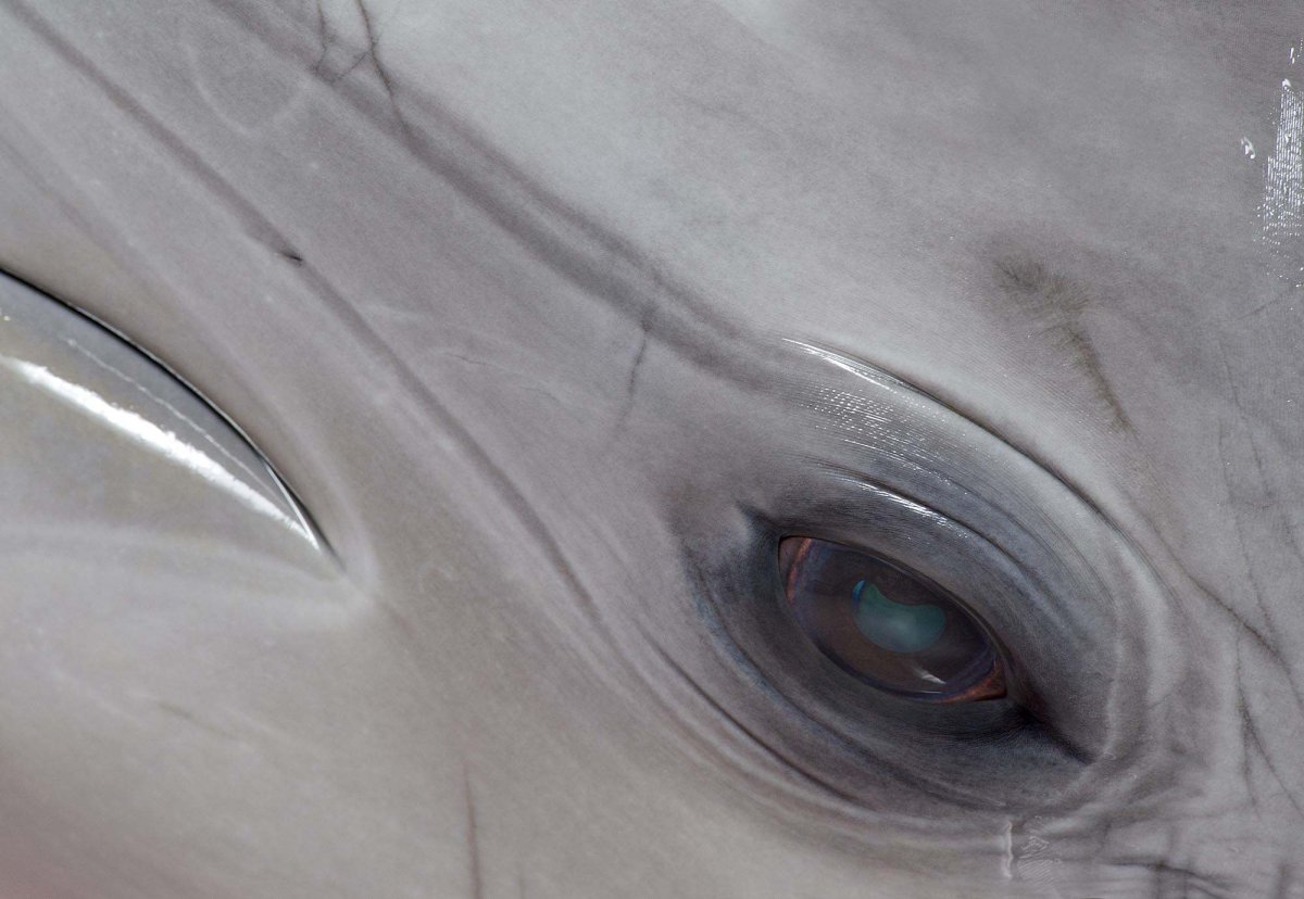 Глаз дельфина фильм 2006