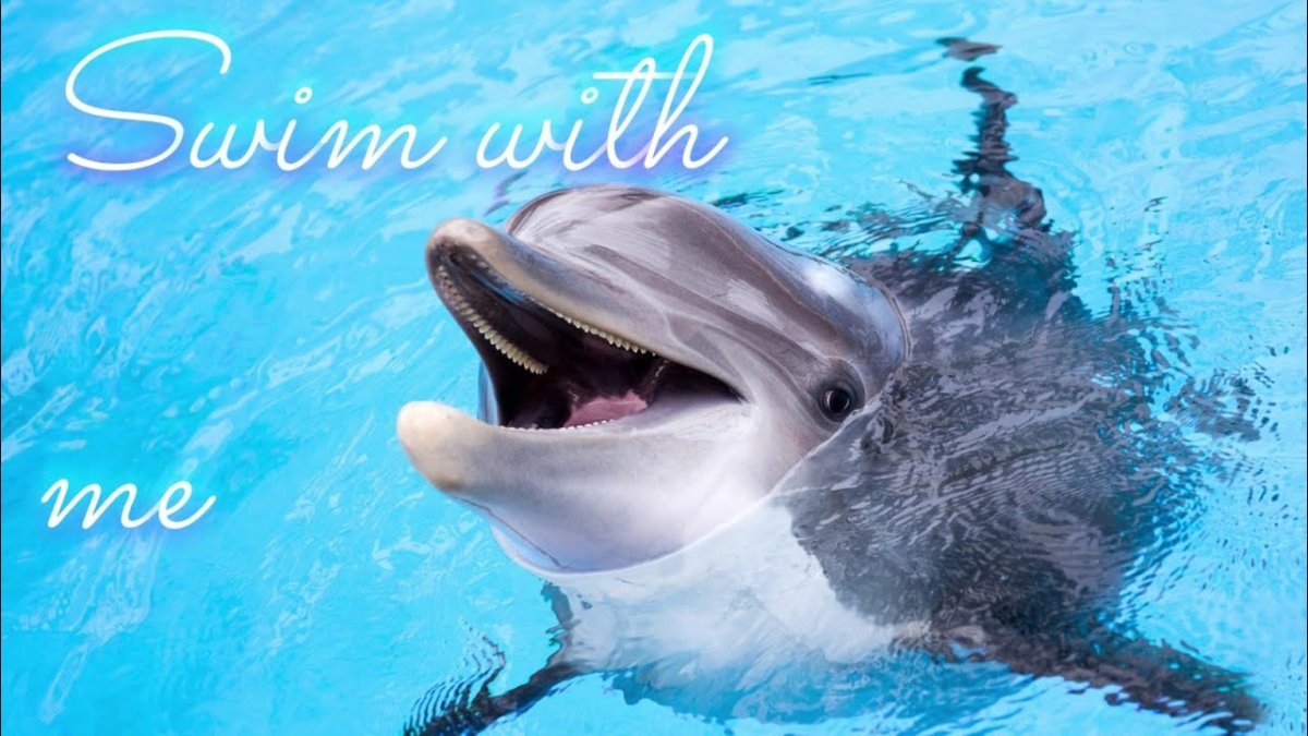 Длинномордый Дельфин