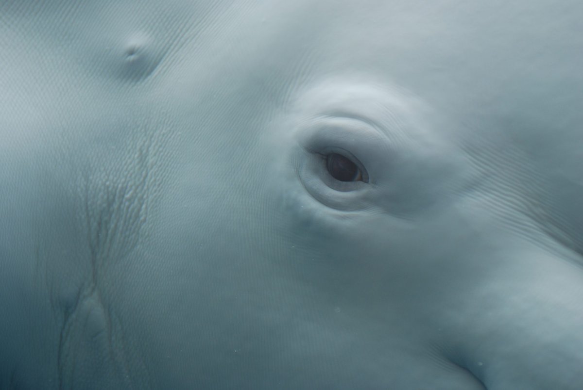 Look into the Eyes of a Whale