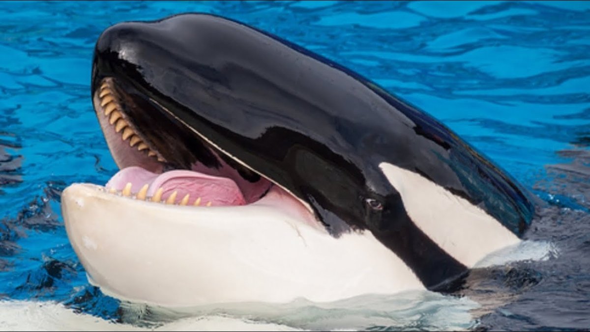 Глаза китообразных