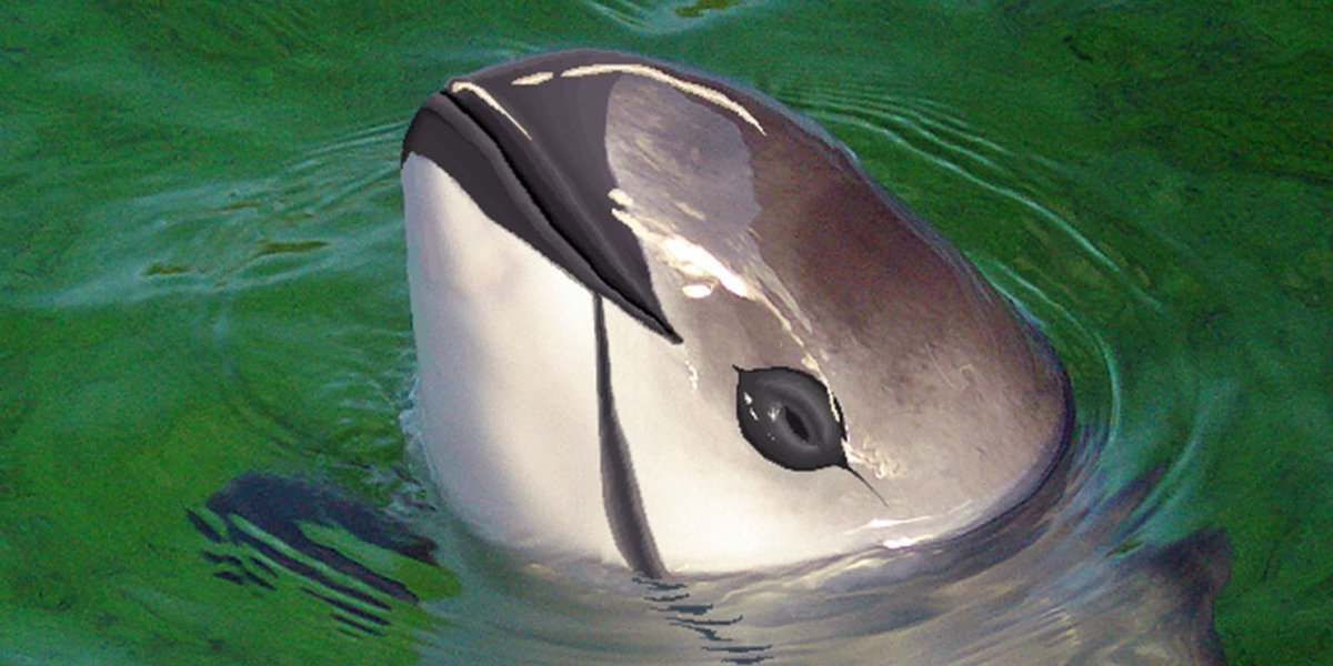 Морда дельфина