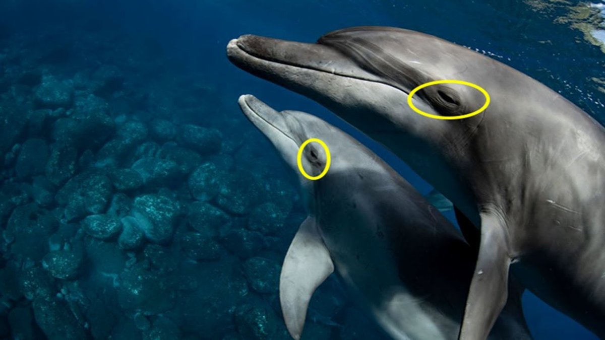 Глаза дельфина фото