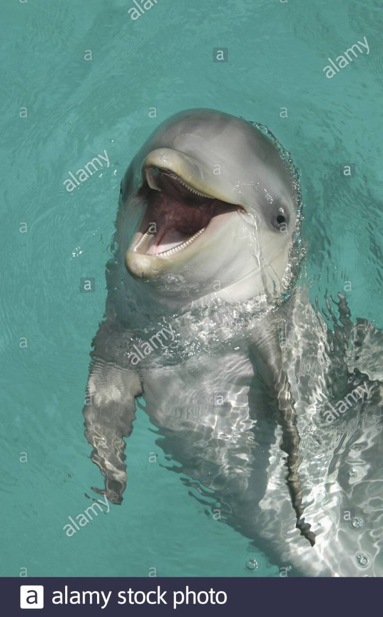 Дельфин в шоке