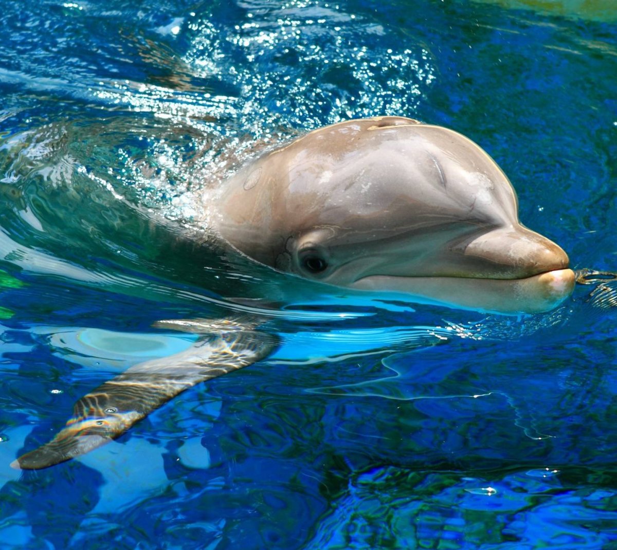 Нос дельфина