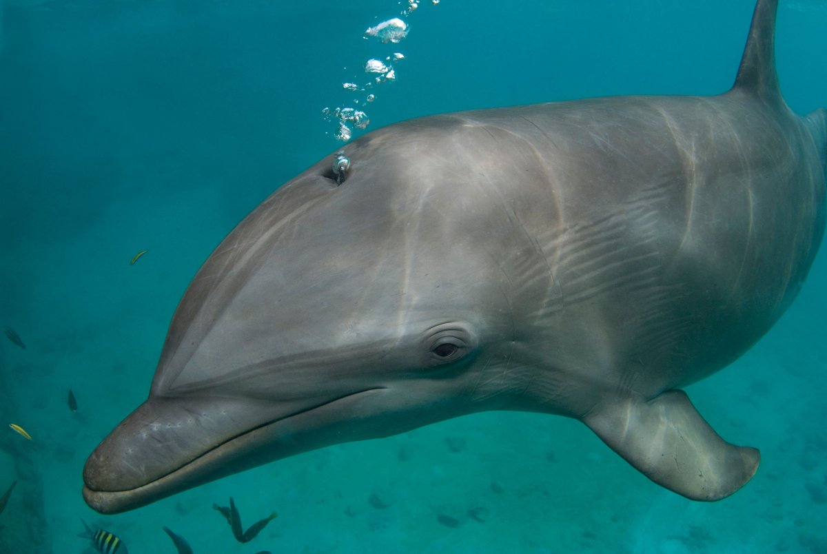 Ноздри дельфинов