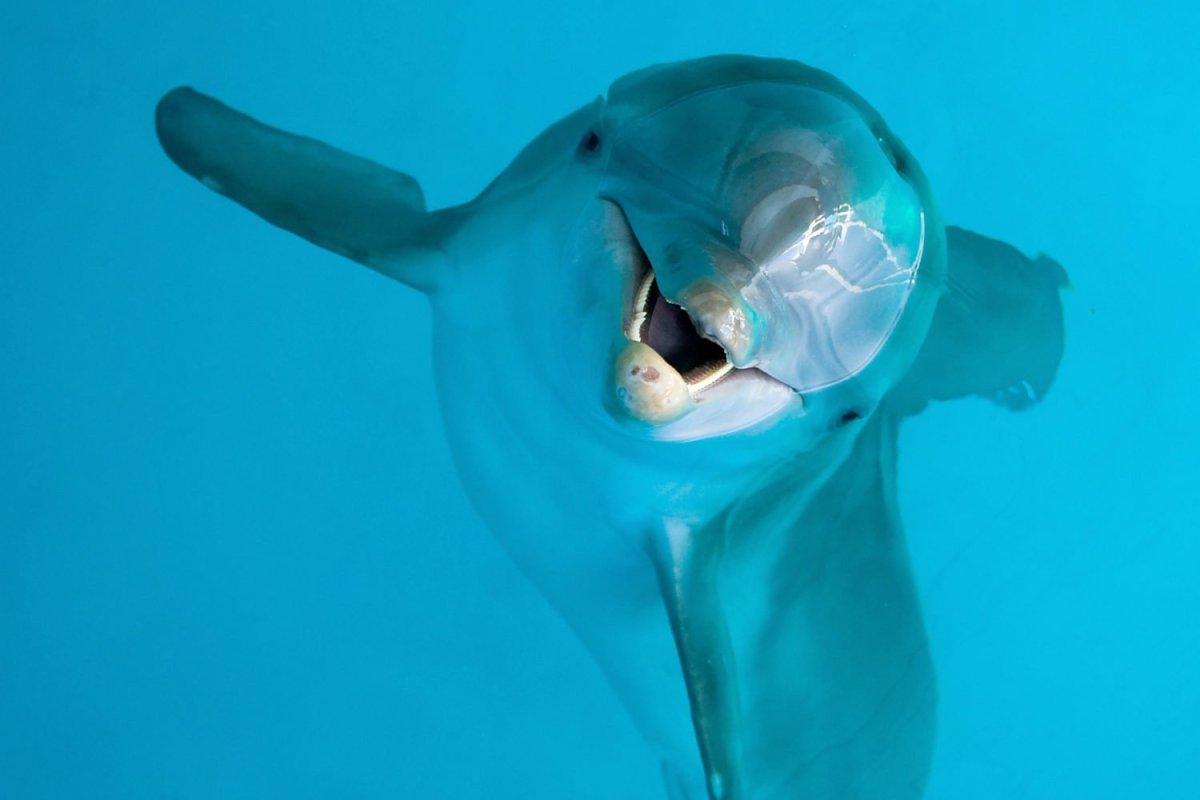 Зрение дельфина