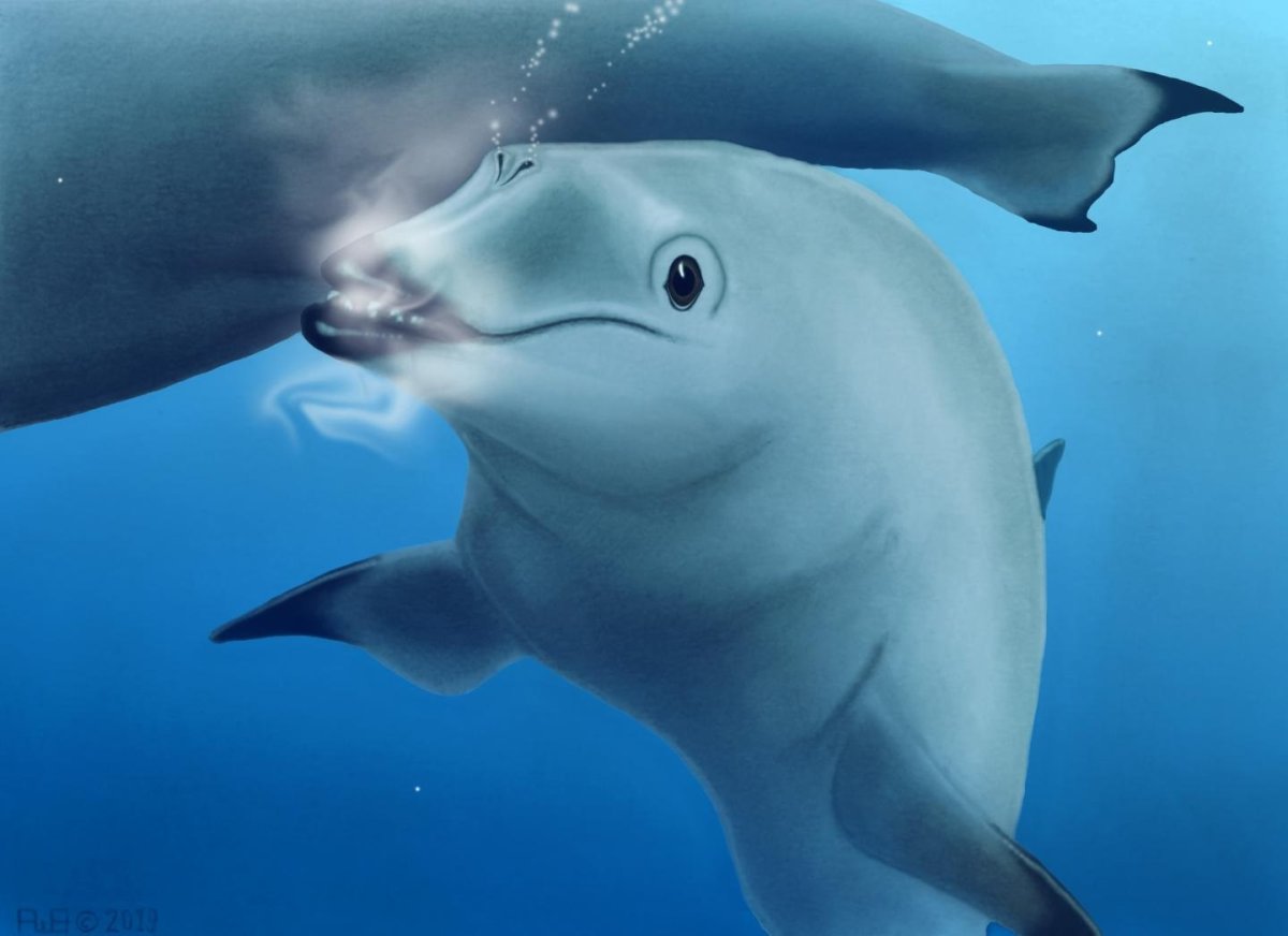 Крик дельфина