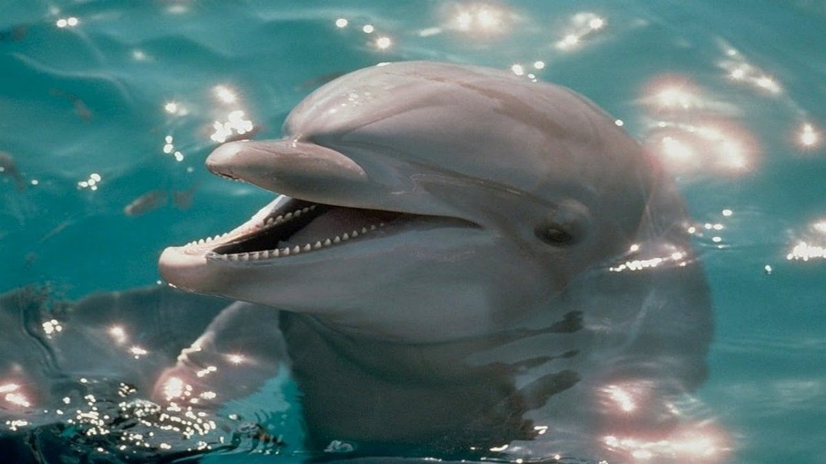 Милые дельфинчики