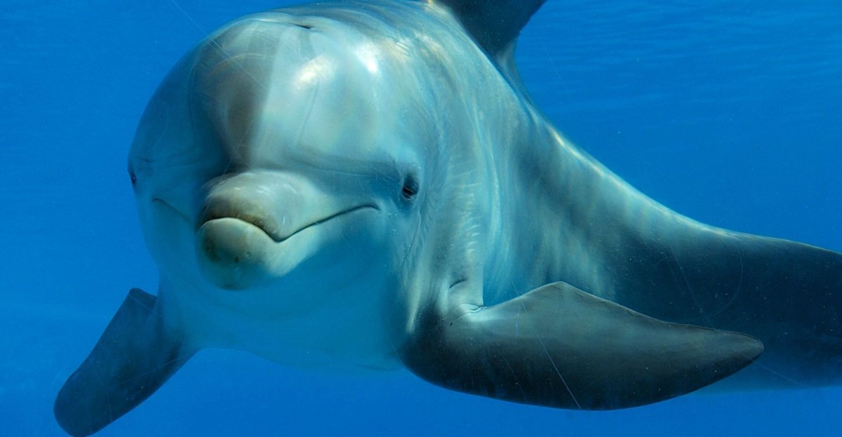 Вакита кит самый маленький