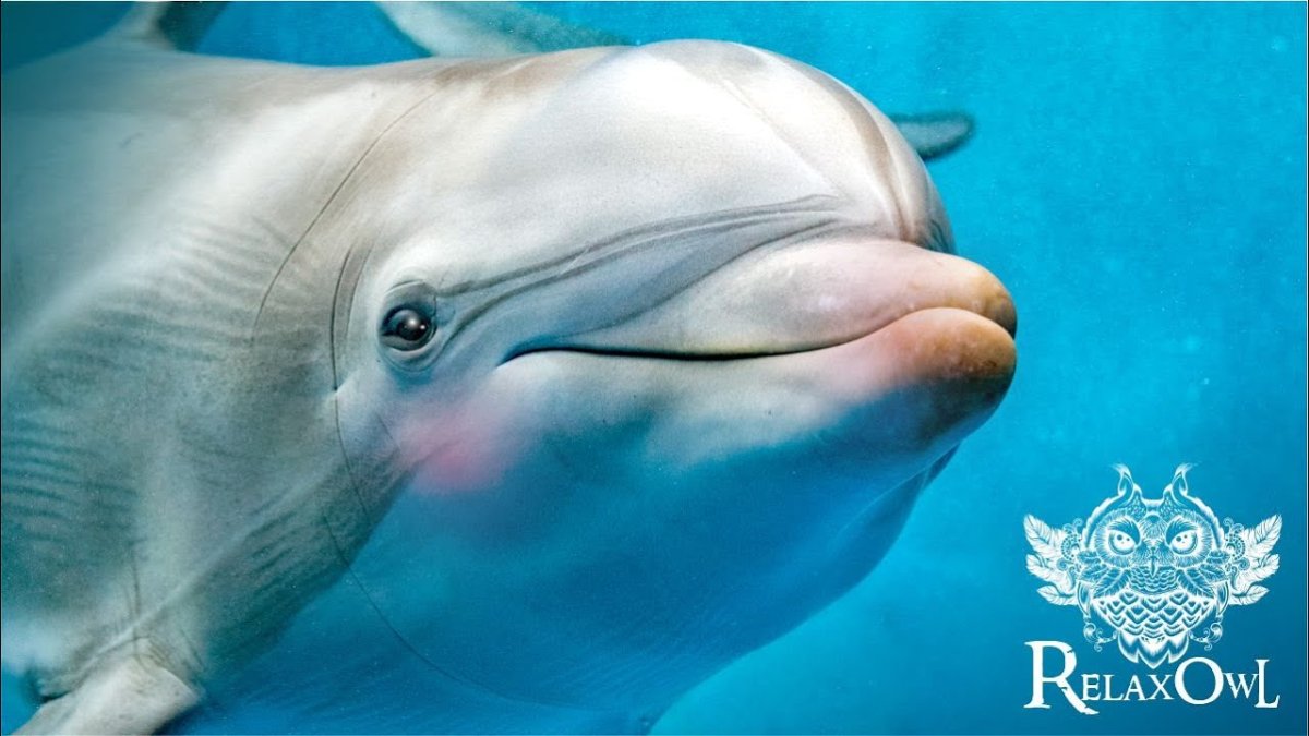 Дельфин близко