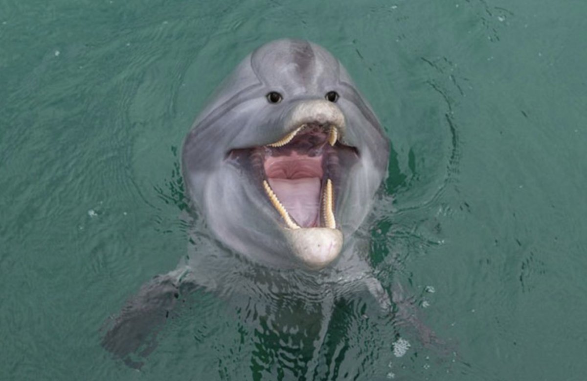 Если бы у животных глаза были спереди