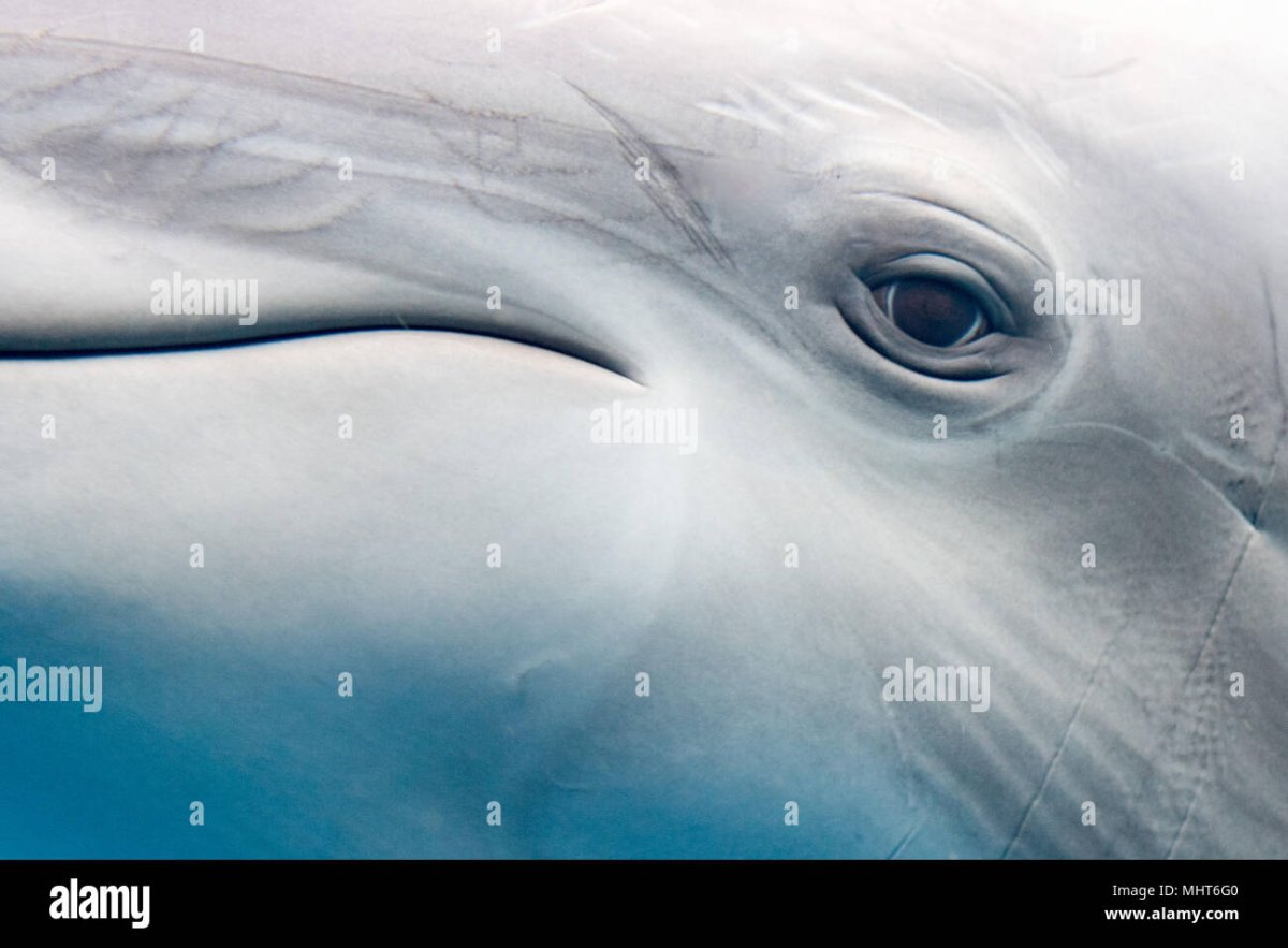 Глаз дельфина