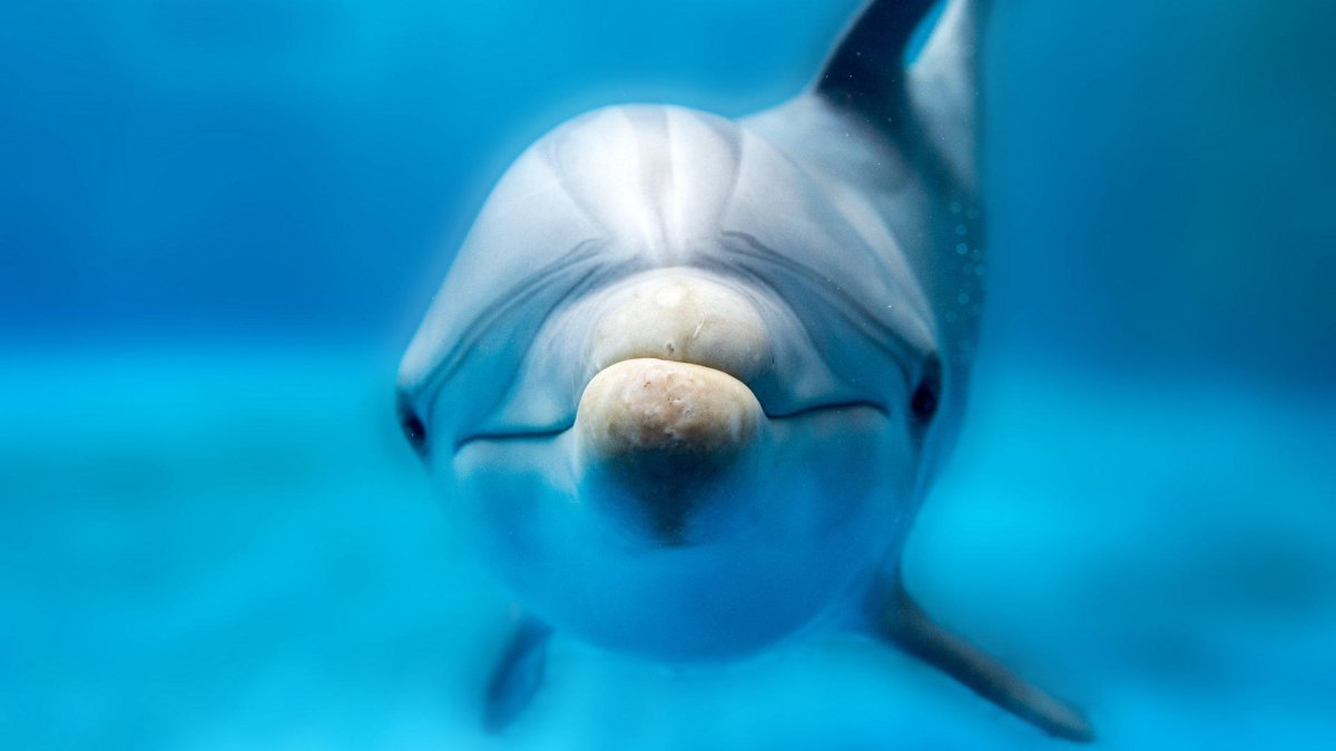 Дельфин глаза слушать онлайн