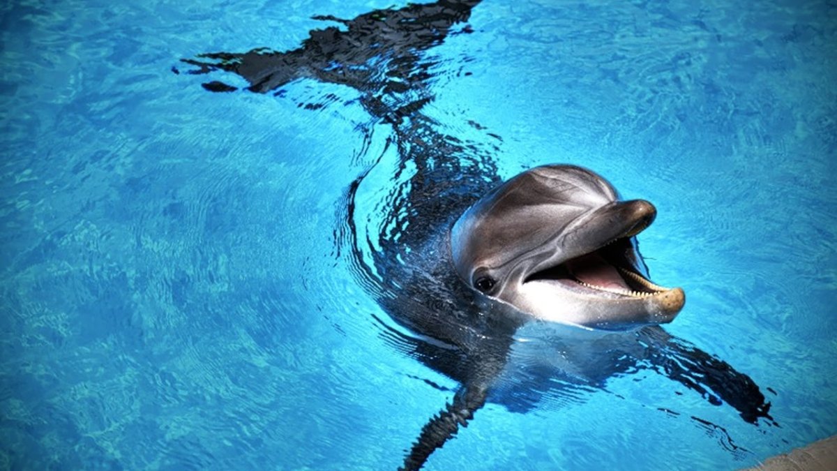 Ластоногий Дельфин