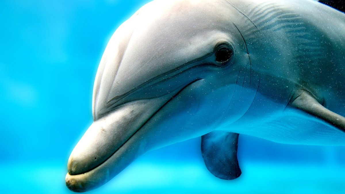 Глаза дельфина фото