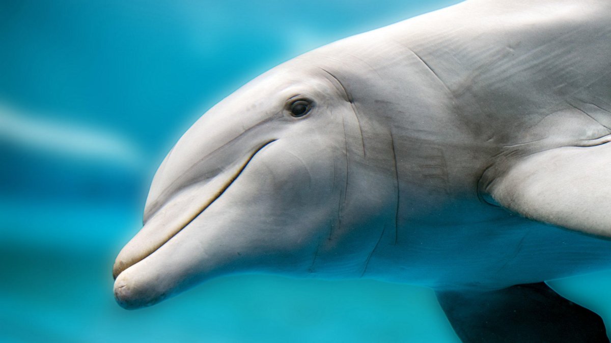 Красивые глаза дельфина