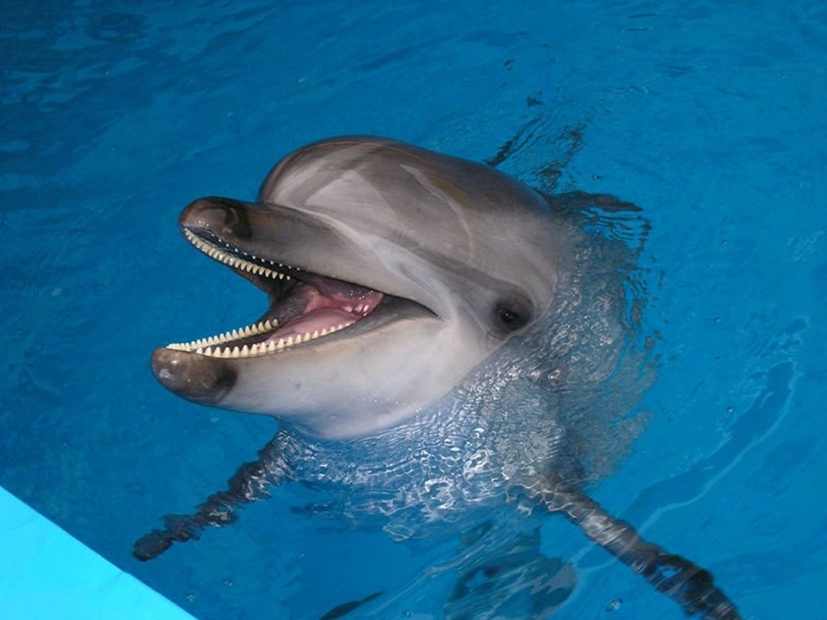 Китообразный Дельфин