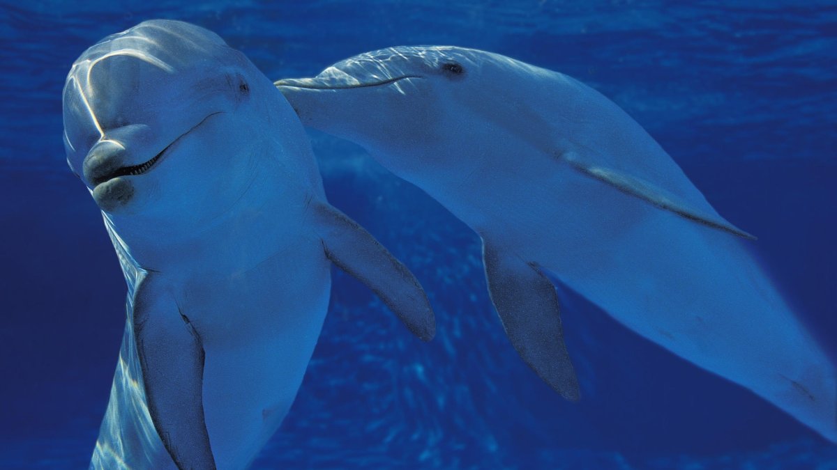 Дельфин улыбается